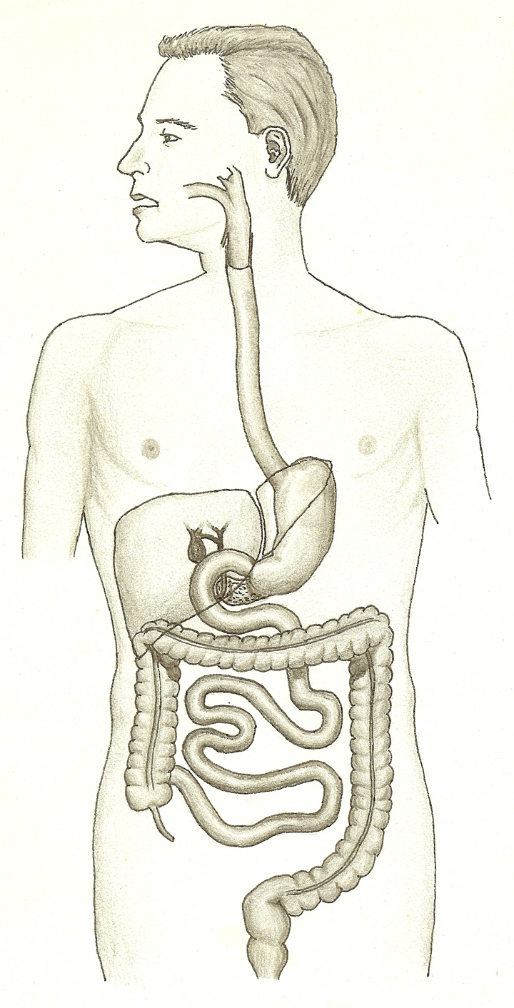 Example Digestive System Diagram