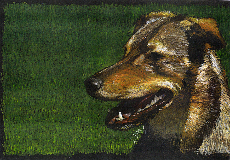 Jimla Alindde Alindze Dog Portrait